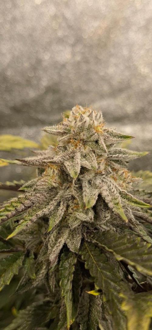 Space Panda. Week 7