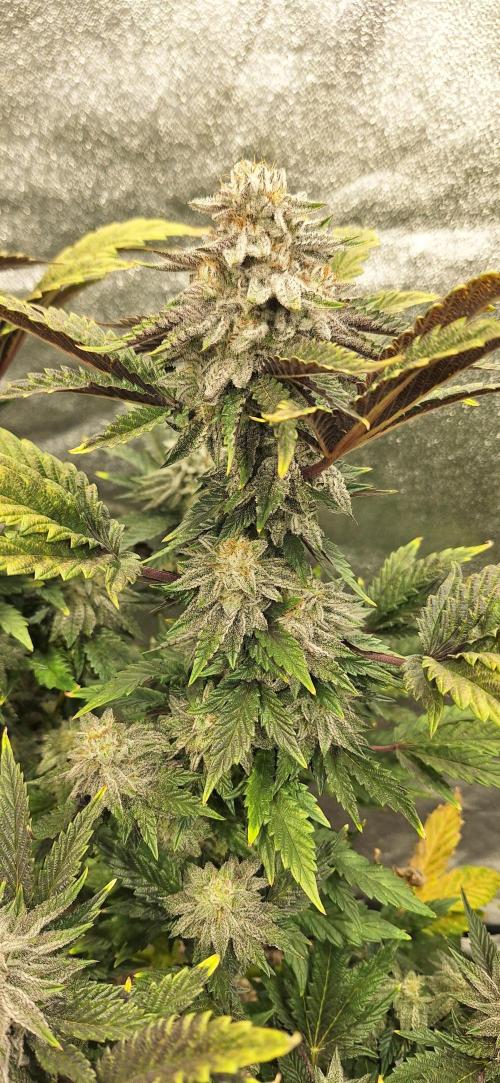 Space Panda. Week 8