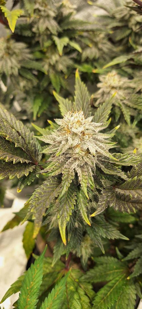 Space Panda. Week 8