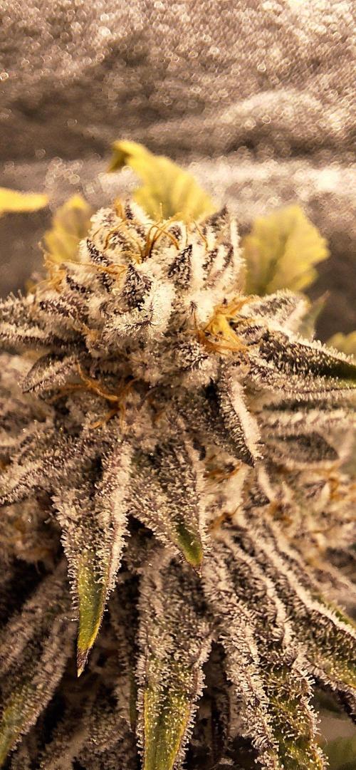 Space Panda. Week 8
