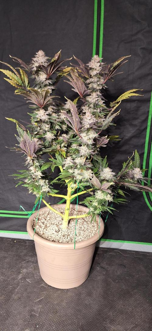 Space Panda. Week 9