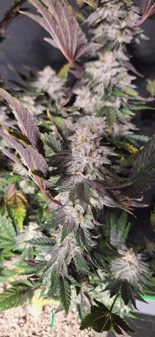 Space Panda. Week 9