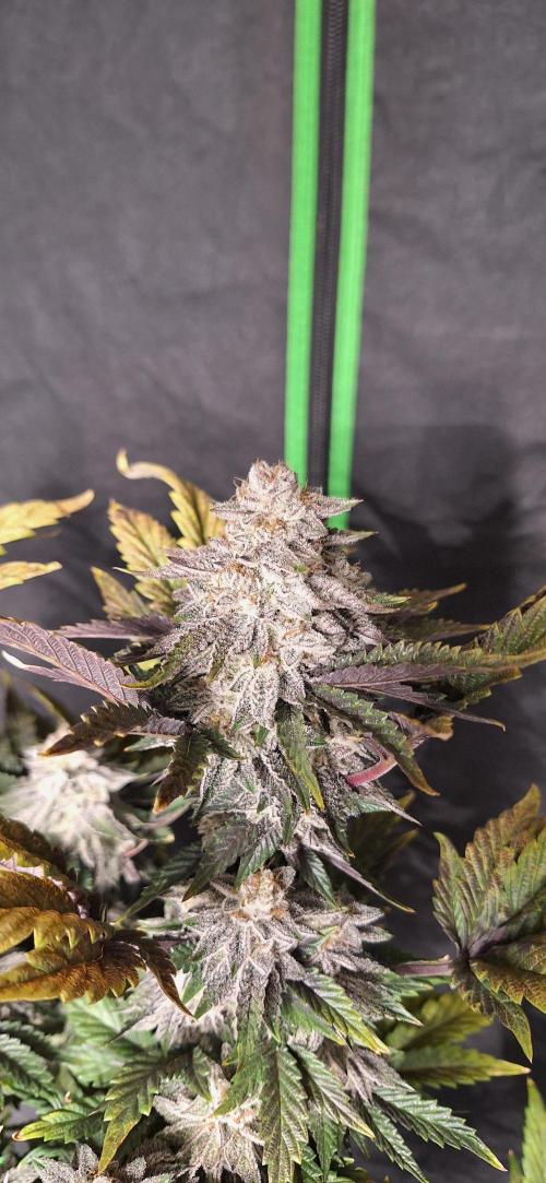 Space Panda. Week 9