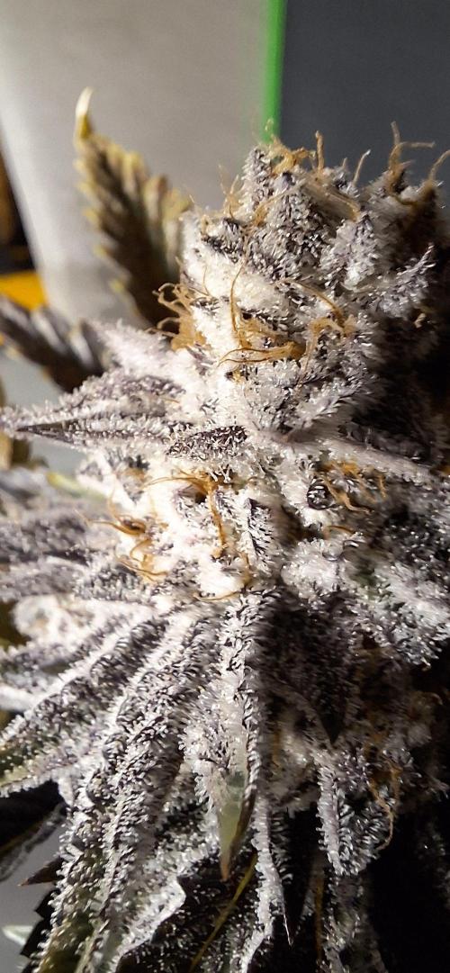 Space Panda. Week 9