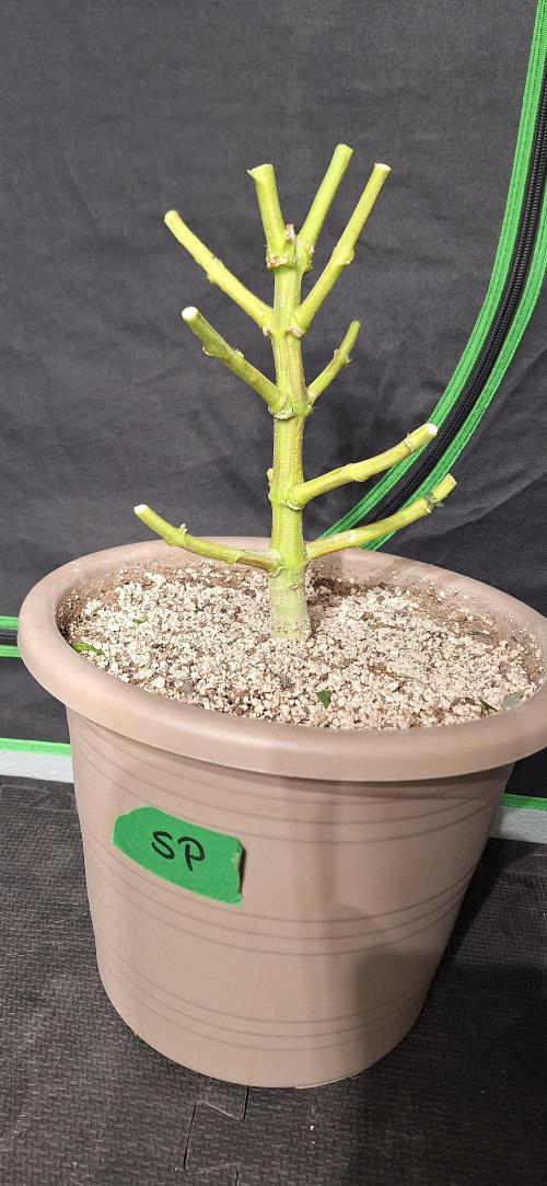Space Panda. Week 9