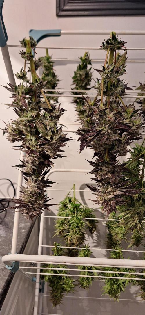 Space Panda. Week 9