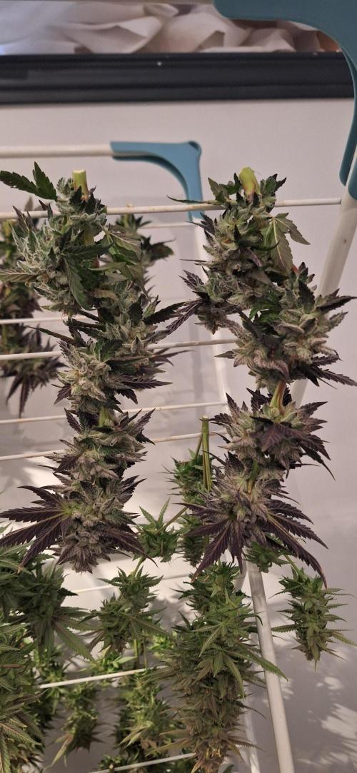 Space Panda. Week 9