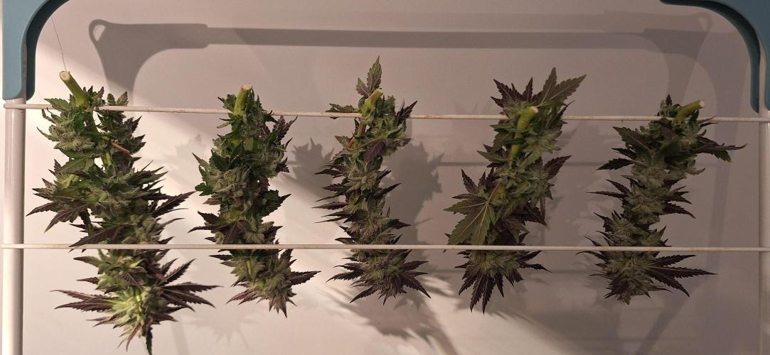 Space Panda. Week 9
