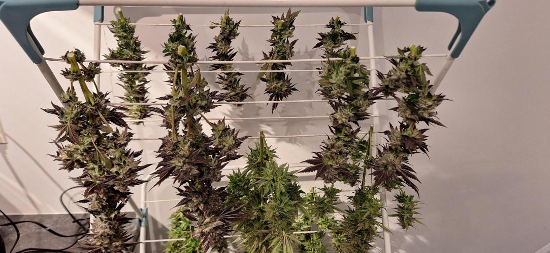 Space Panda. Week 9