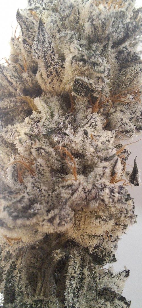 Space Panda. Week 9