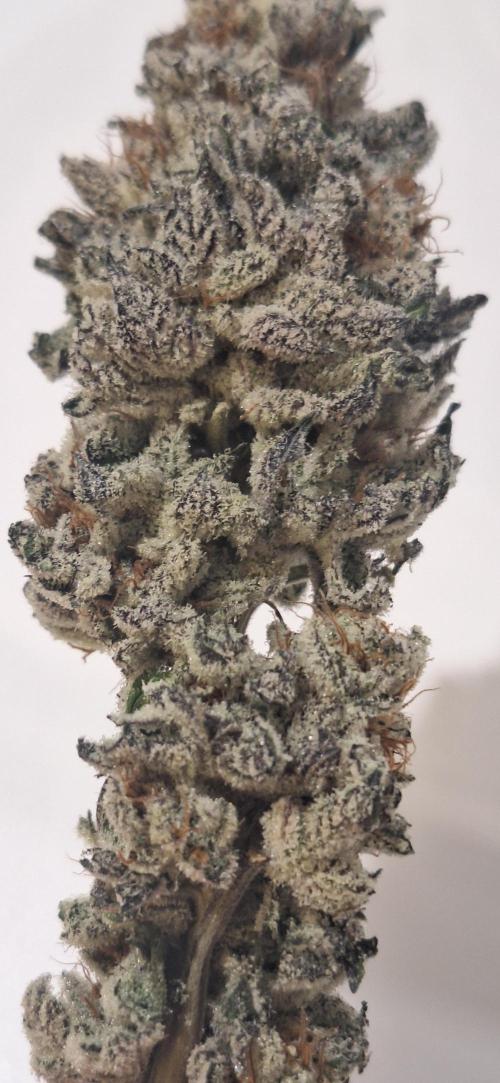 Space Panda. Week 9