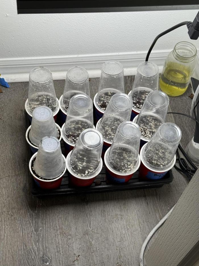 3x3 Auto. Week 0 - After removing from Cannakan, the tubers planted in solo cups. 