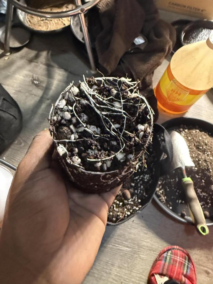 3x3 Auto. Week 1 - Transplanted from solo cups to 2 gal pot on Day 7. 