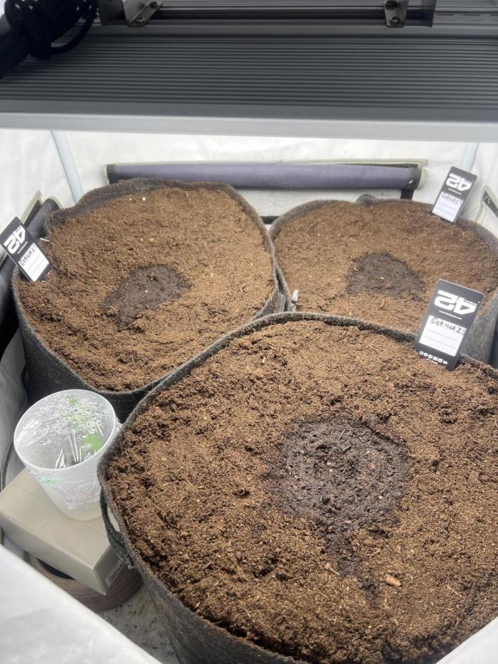Gorilla Z Grow. Week 0