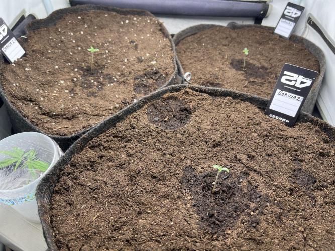 Gorilla Z Grow. Week 1 - 1.04.2026 day 1