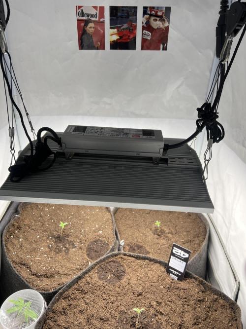 Gorilla Z Grow. Week 1 - 2.04.2026 day 2