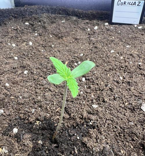Gorilla Z Grow. Week 1 - 2.04.2026 day 2