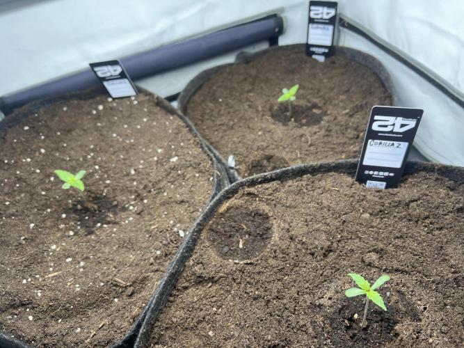 Gorilla Z Grow. Week 1 - 4.04.2026 day 4