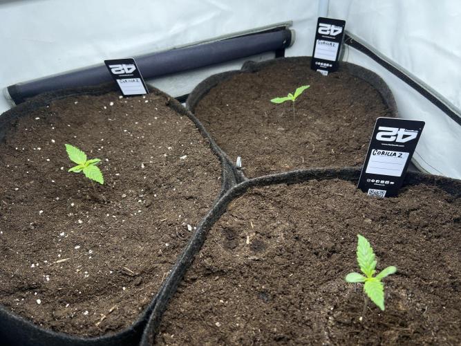Gorilla Z Grow. Week 1 - 6.04.2026 day 6
