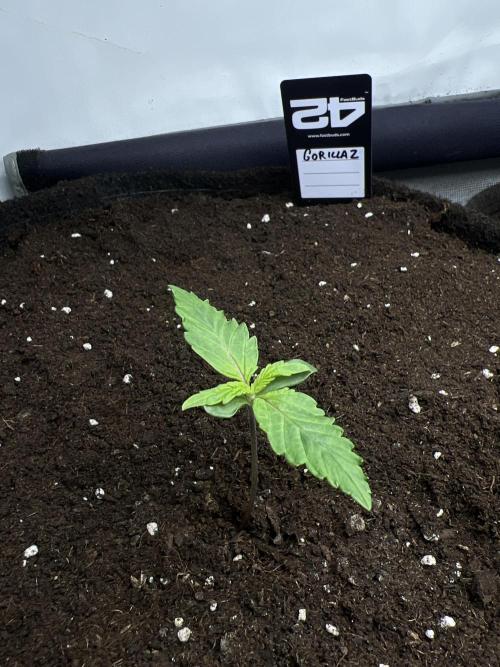 Gorilla Z Grow. Week 1 - 6.04.2026 day 6