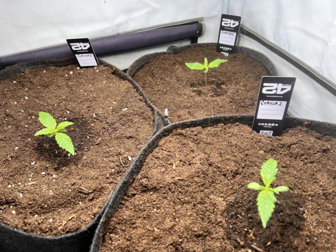 Gorilla Z Grow. Week 1 - 7.04.2026 day 7