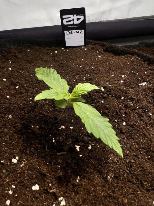 Gorilla Z Grow. Week 1 - 7.04.2026 day 7