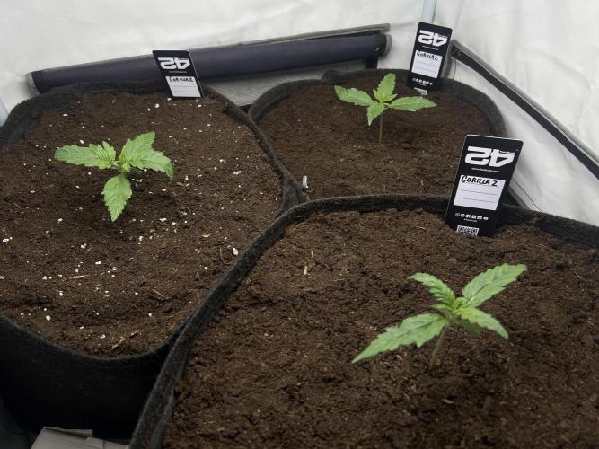 Gorilla Z Grow. Week 2 - 9.04.26 day 9