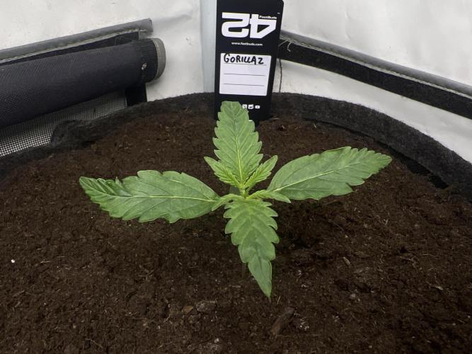 Gorilla Z Grow. Week 2 - 9.04.26 day 9