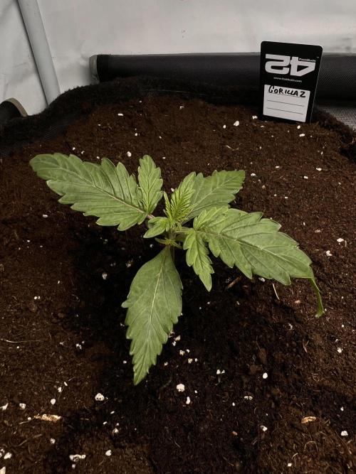 Gorilla Z Grow. Week 2 - 10.04.26 day 10