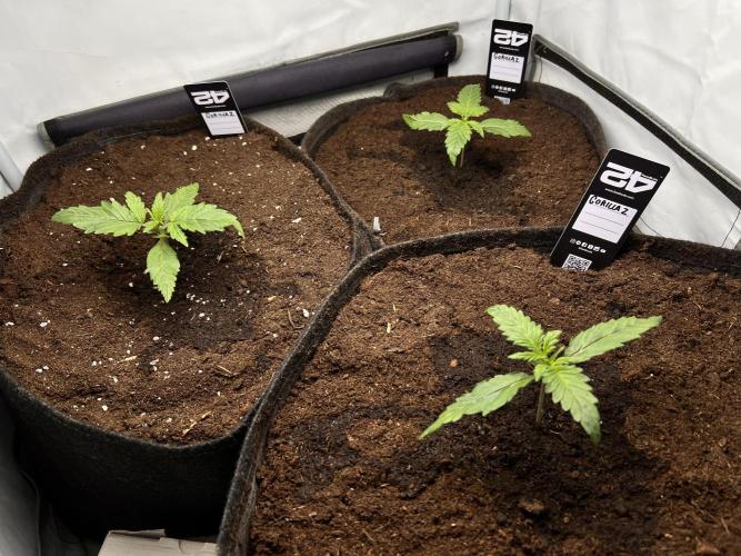 Gorilla Z Grow. Week 2 - 10.04.26 day 10