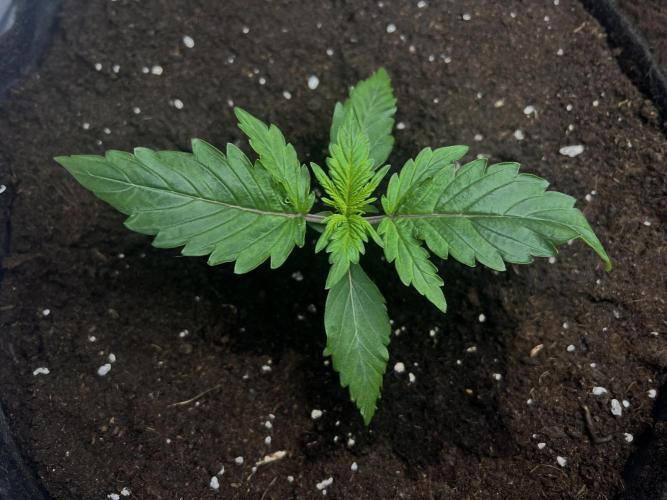 Gorilla Z Grow. Week 2 - 11.04.26 day 11