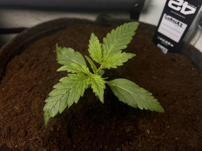 Gorilla Z Grow. Week 2 - 11.04.26 day 11