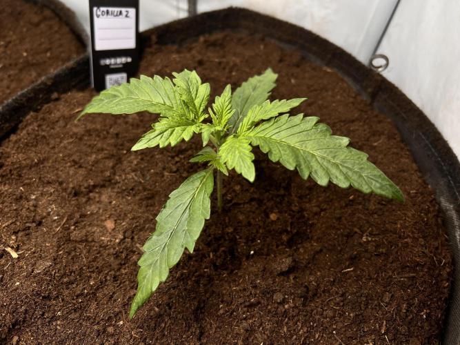 Gorilla Z Grow. Week 2 - 12.04.26 day 12