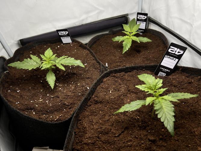 Gorilla Z Grow. Week 2 - 12.04.26 day 12