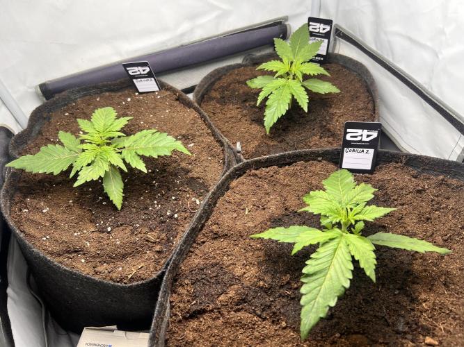 Gorilla Z Grow. Week 2 - 13.04.26 day 13