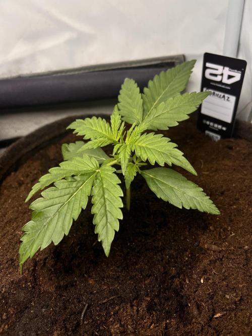 Gorilla Z Grow. Week 2 - 13.04.26 day 13