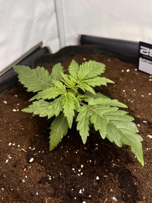 Gorilla Z Grow. Week 2 - 13.04.26 day 13