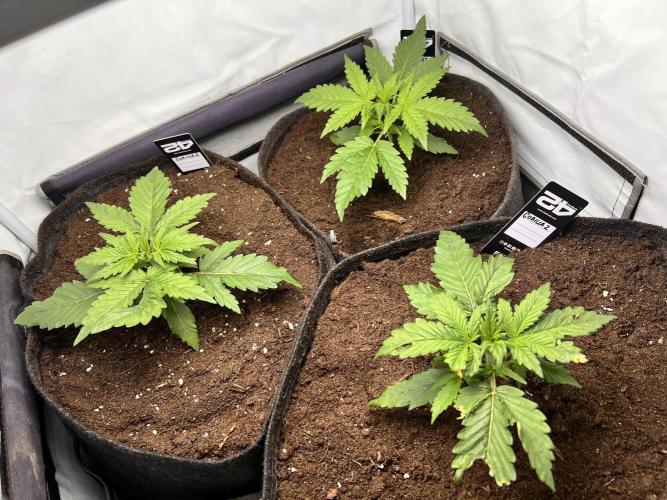 Gorilla Z Grow. Week 3 - 15.04.2026 day 15