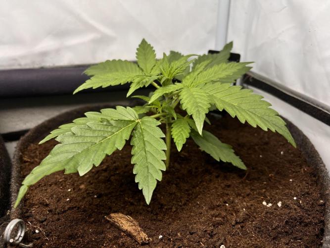 Gorilla Z Grow. Week 3 - 15.04.2026 day 15