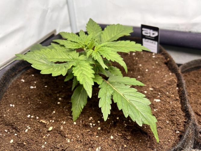 Gorilla Z Grow. Week 3 - 15.04.2026 day 15