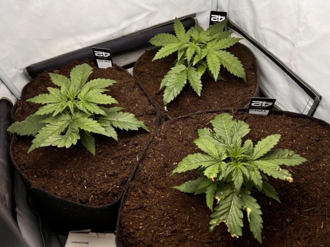 Gorilla Z Grow. Week 3 - 16.04.2026 day 16