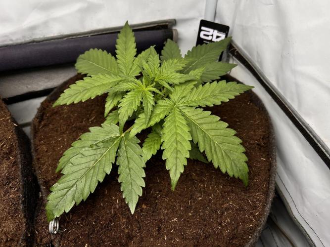 Gorilla Z Grow. Week 3 - 16.04.2026 day 16