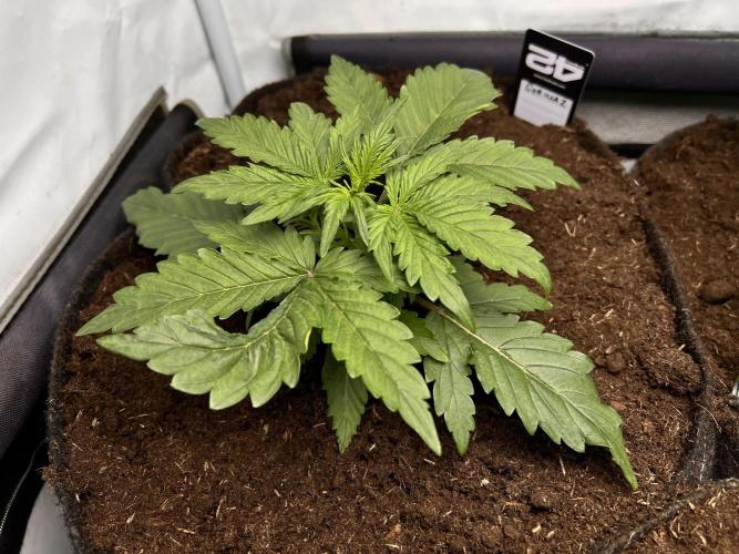 Gorilla Z Grow. Week 3 - 16.04.2026 day 16