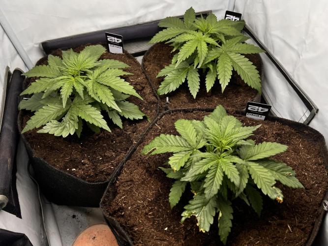 Gorilla Z Grow. Week 3 - 18.04.2026 day 18
