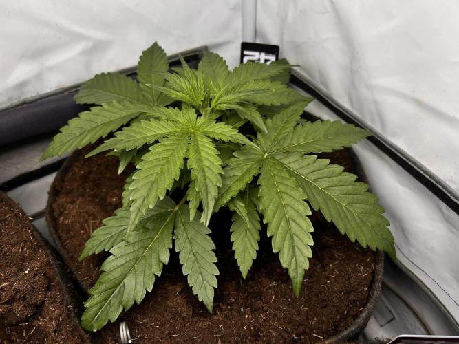 Gorilla Z Grow. Week 3 - 18.04.2026 day 18