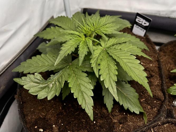 Gorilla Z Grow. Week 3 - 18.04.2026 day 18
