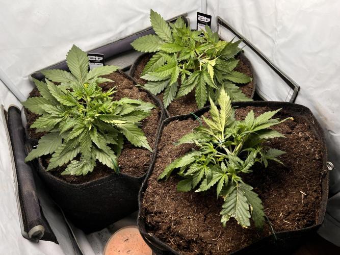 Gorilla Z Grow. Week 3 - 19.04.2026 day 19