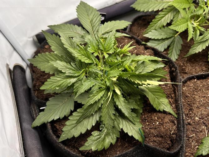 Gorilla Z Grow. Week 3 - 19.04.2026 day 19