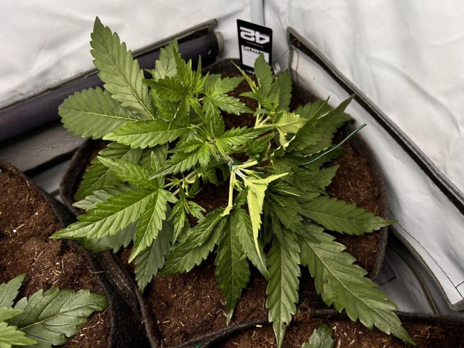 Gorilla Z Grow. Week 3 - 19.04.2026 day 19