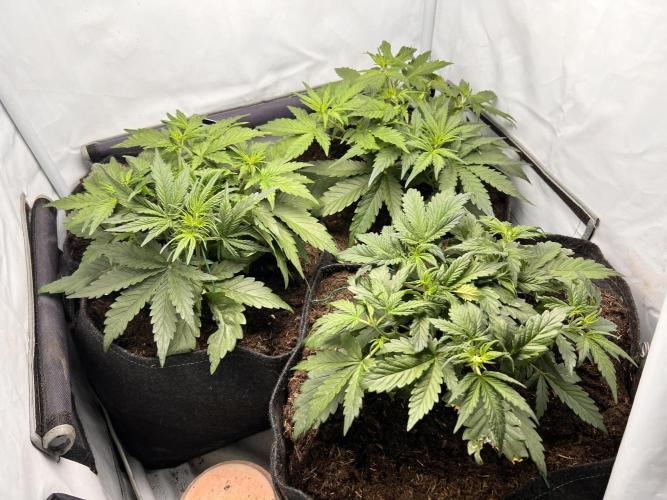 Gorilla Z Grow. Week 4 - 22.04.26 day 22